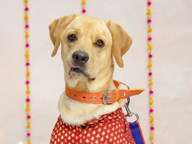 JUSTDOGS | Nehrunagar, Ahmedabad - Pet Store & Spa, photo 5