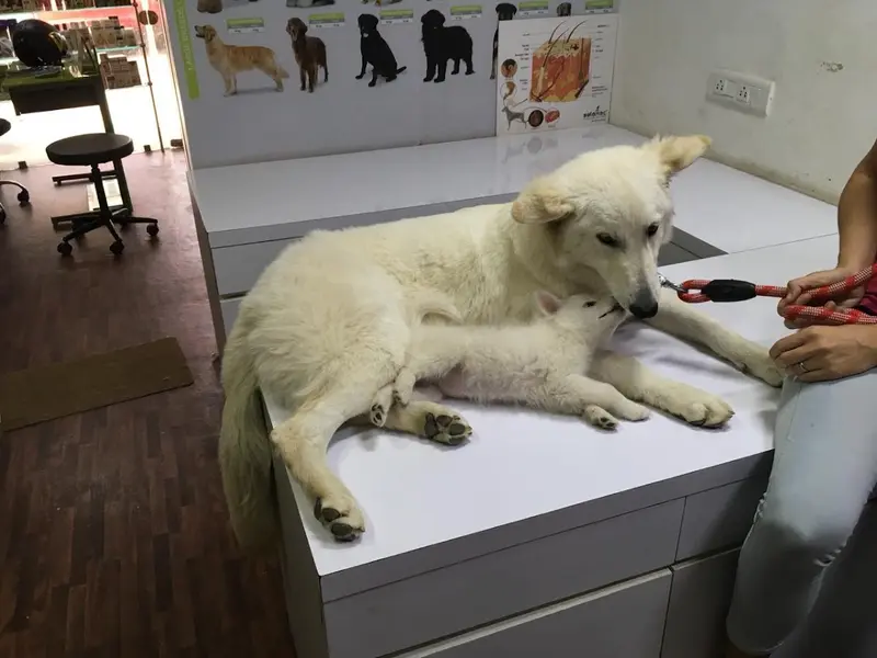 BlueCross Pet Clinic, photo 4