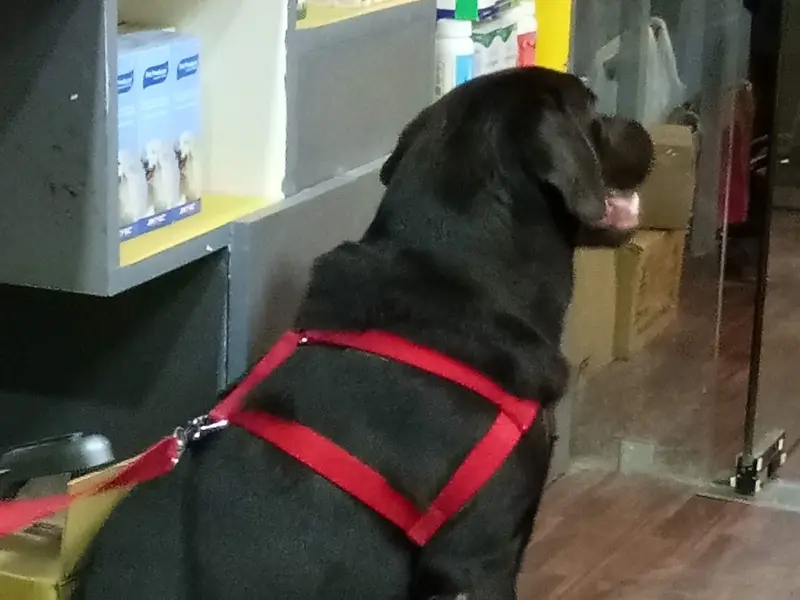 BlueCross Pet Clinic, photo 5