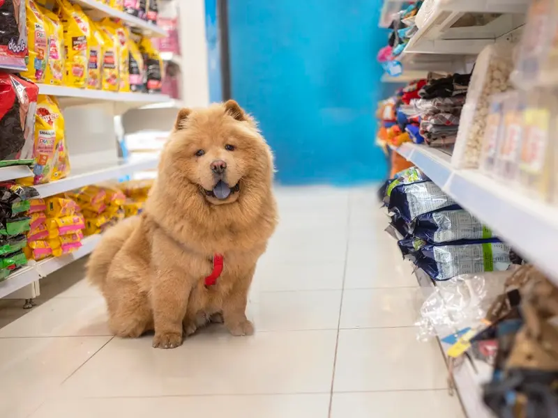 JUSTDOGS | Bopal, Ahmedabad - Pet Store & Spa, photo 4