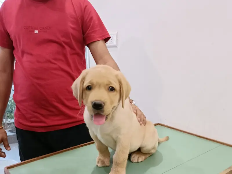 Kitmeer Pet Clinic & Diagnostic Centre-Himmatnagar - Best Pet Clinic | Animal Hospital | Pet Care Center in Himatnagar, photo 5