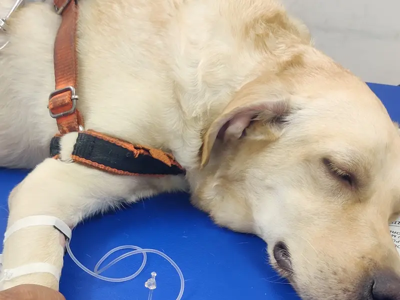Dr Mevada's Pet Hospital & VPH Consultancy l Pet Vaccination & Diagnostic Centre l Veterinary Dermatology Facility., photo 3