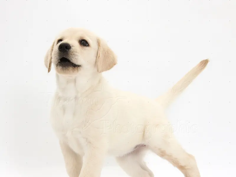Shree Sai Pets®, photo 2