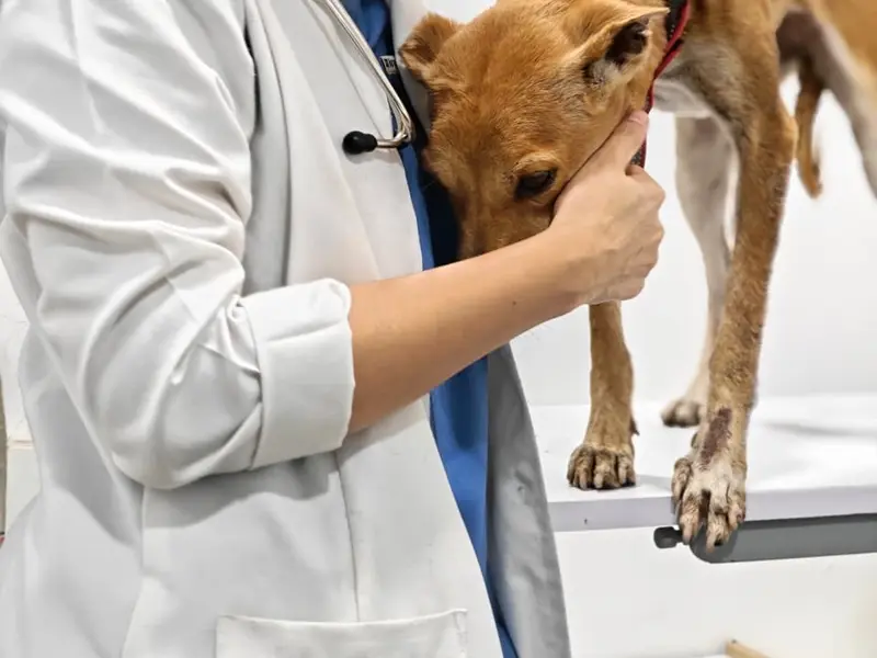 Eterna Pet Hospital, photo 3