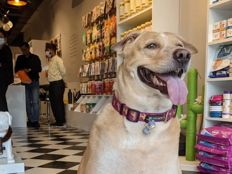 Heads Up For Tails Pet Store & Spa - Rajpath Rangoli Road, Ahmedabad, photo 5