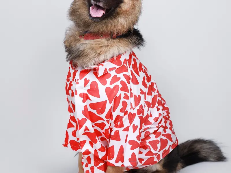 JUSTDOGS | Bodakdev, Ahmedabad - Pet Store, photo 4