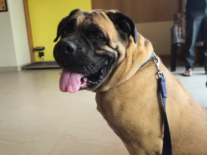 Paws Universe Super Speciality Veterinary Hospital Pvt. Ltd, photo 3