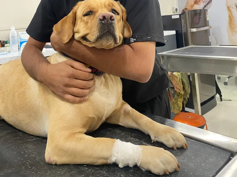PETCLANS VETERINARY HOSPITAL, photo 2