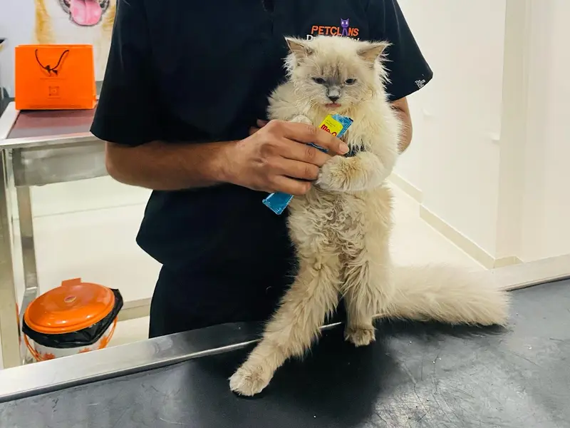PETCLANS VETERINARY HOSPITAL, photo 5