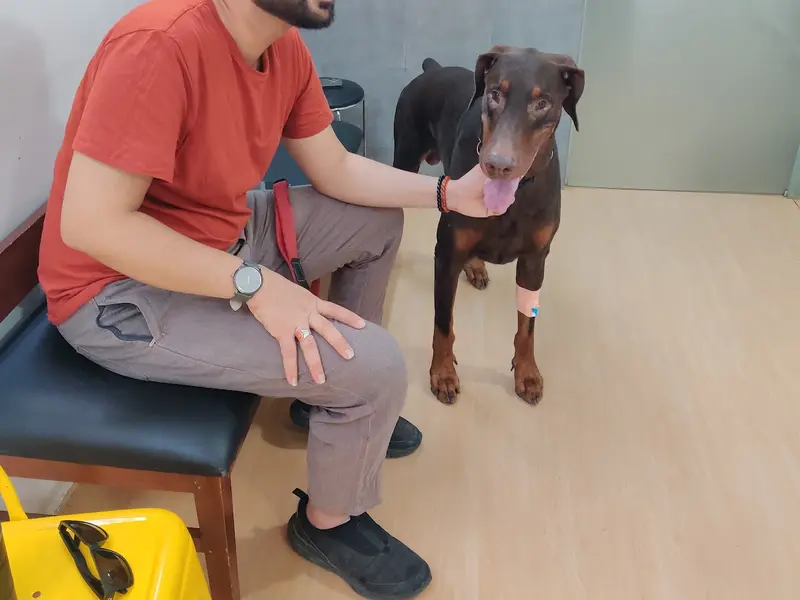 Siddh Trivedi - Certified Dog Trainer & Behaviorist, photo 4