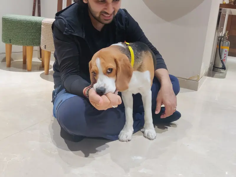 Siddh Trivedi - Certified Dog Trainer & Behaviorist, photo 5