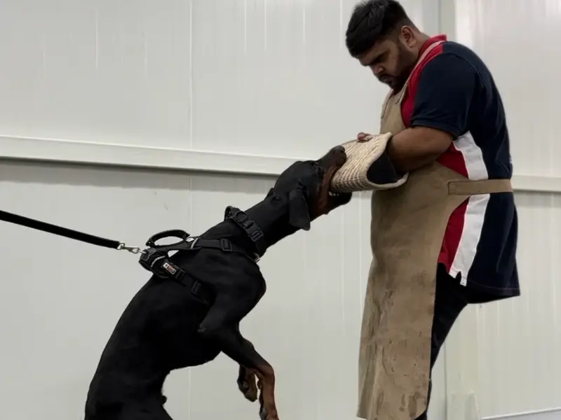 Stavan Mehta: Best Certified Dog Trainer & Behaviorist Expert, photo 2