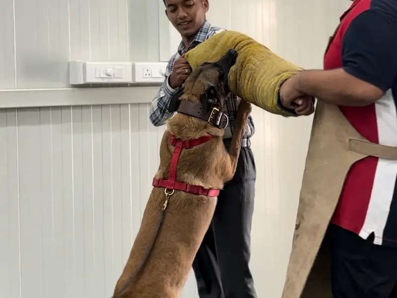 Stavan Mehta: Best Certified Dog Trainer & Behaviorist Expert, photo 4