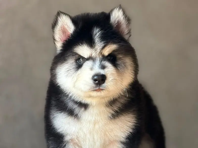 Angel kennel, photo 2