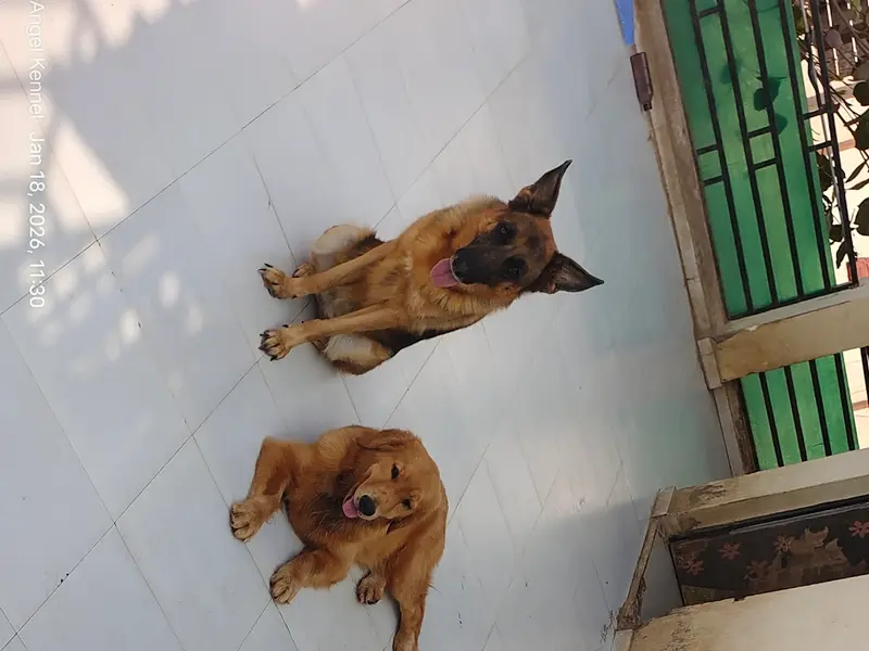 Angel kennel, photo 4