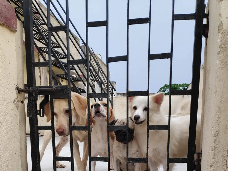 Angel kennel, photo 5