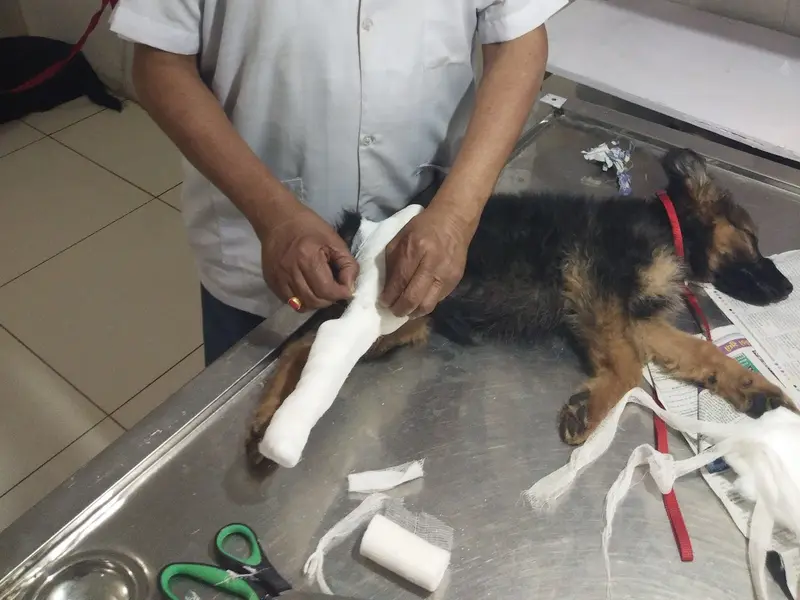 Dr.Gautam's Dog Clinic And Hospital, photo 2