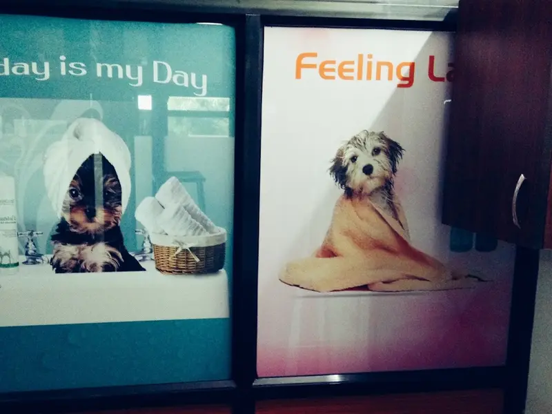 DR.JANAK RAVAL'S PET CLINIC, photo 2