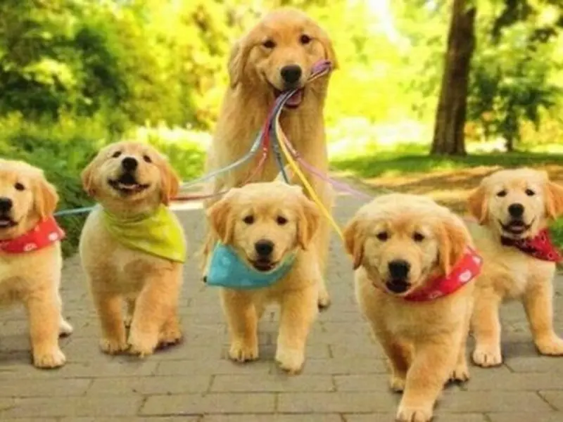DR.JANAK RAVAL'S PET CLINIC, photo 4