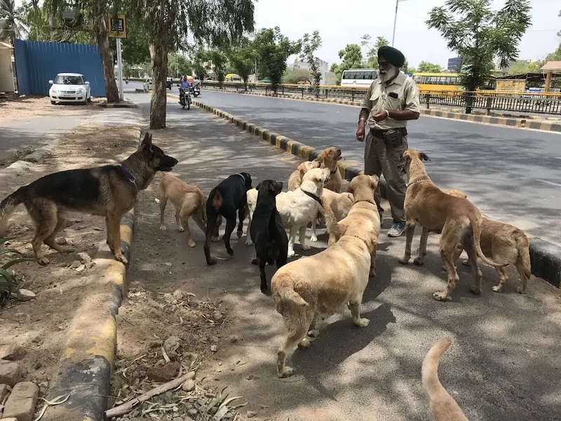 Punjab pets, photo 2
