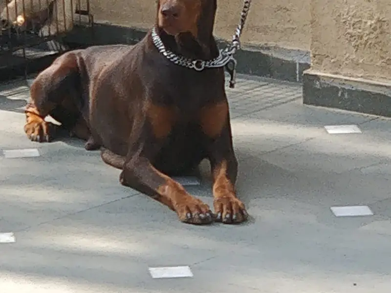 Punjab pets, photo 3