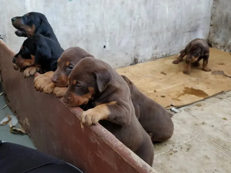 Punjab pets, photo 4