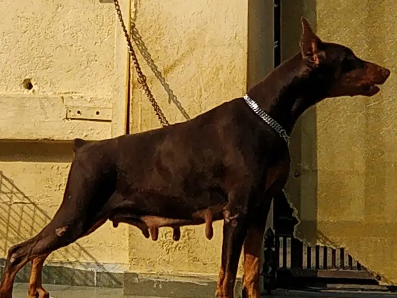Punjab pets, photo 5