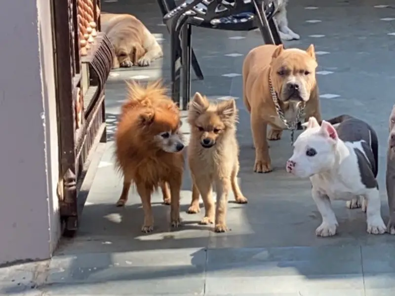 Punjab pets