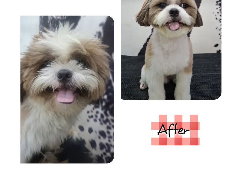 WeAreDogs || The Pet Shop & Spa., photo 3