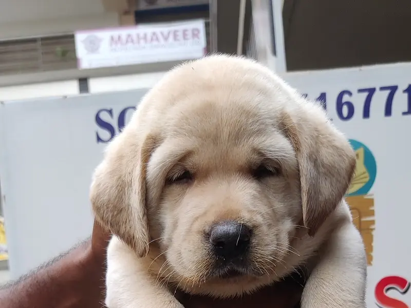 Sonu pet shop - Pet Shop For Dog, Pet Shop For Cat, Pet Shop For Bird, photo 2