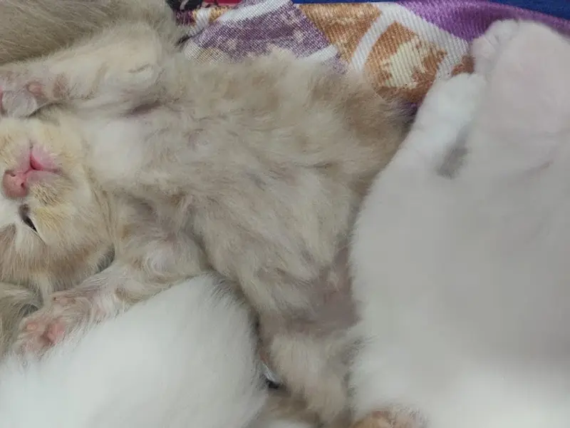 Ahmedabad pet hub, photo 2