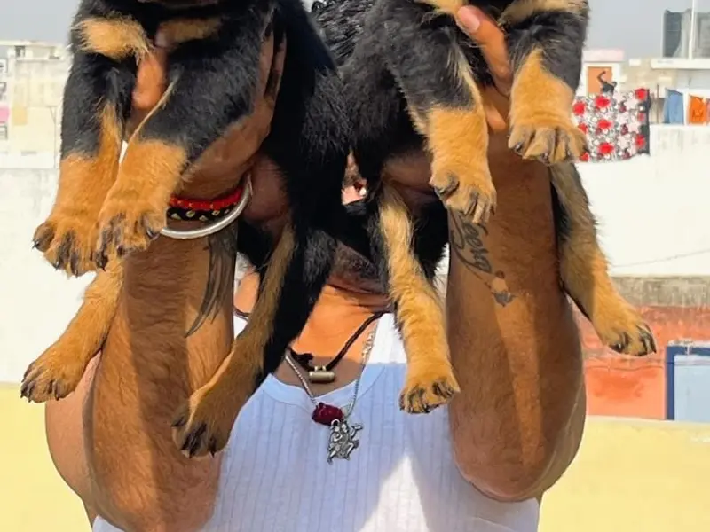 Ahmedabad pet hub, photo 5