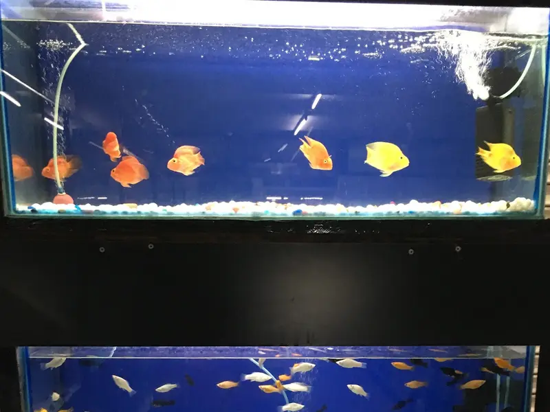 DOG ZONE (Dogambo) - Pet Store & Aquariums, photo 3
