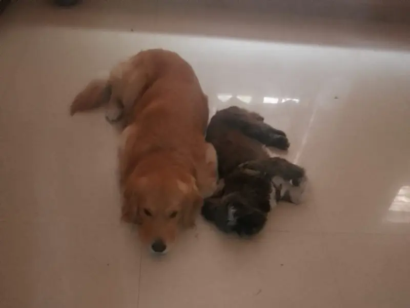 Adorable's Pet Services, photo 4