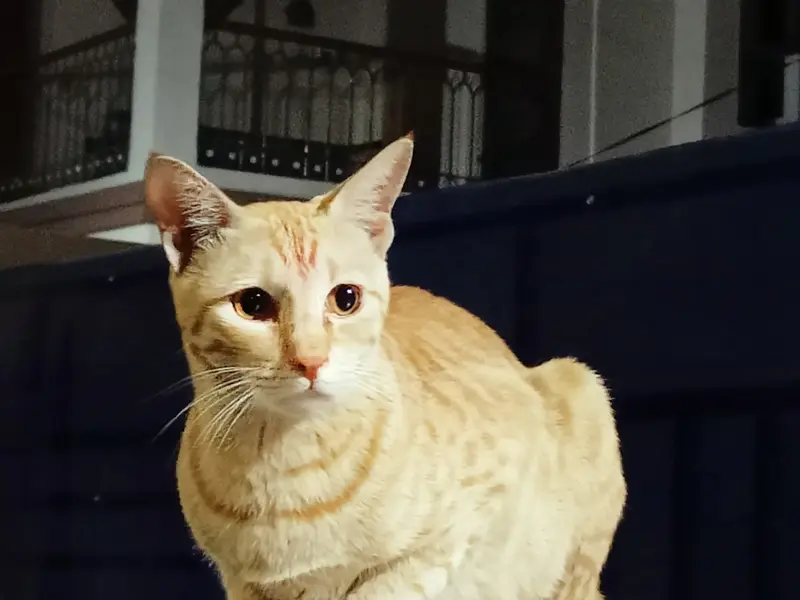 Healing Paws Veterinary Clinic Gota : Your Pet's Health Partner, photo 2