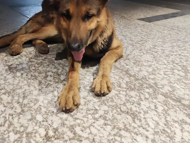 Healing Paws Veterinary Clinic Gota : Your Pet's Health Partner, photo 4
