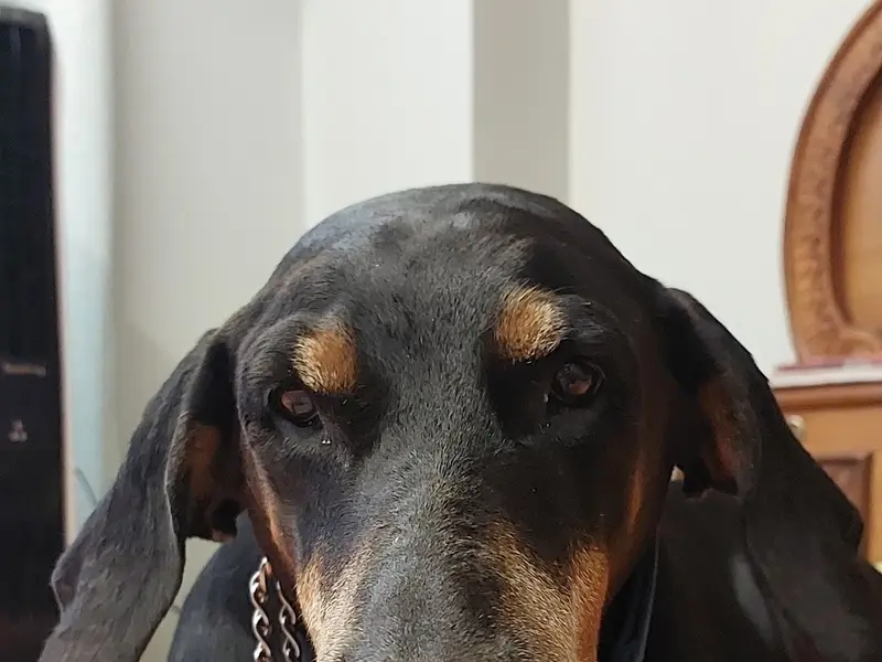 Healing Paws Veterinary Clinic Gota : Your Pet's Health Partner, photo 5