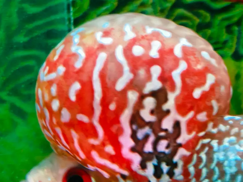 Fishy Zone, photo 3