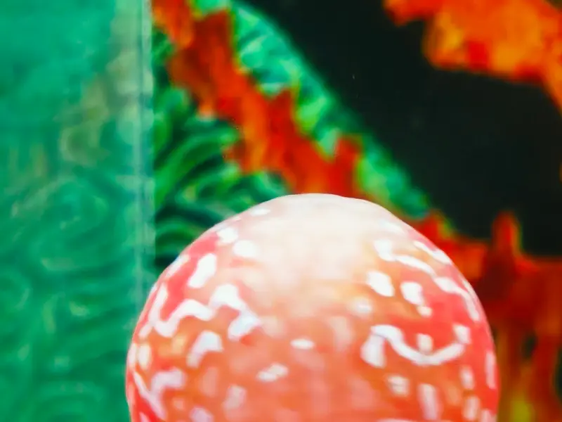 Fishy Zone, photo 5
