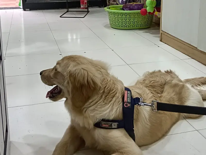 Malav Pet Clinic & Store, photo 5