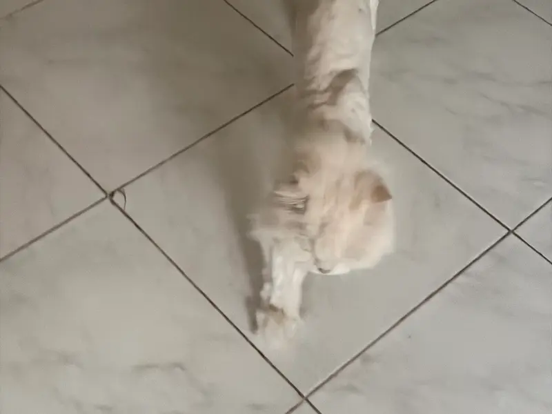 Om veterinary Hospital Ahmedabad, photo 5