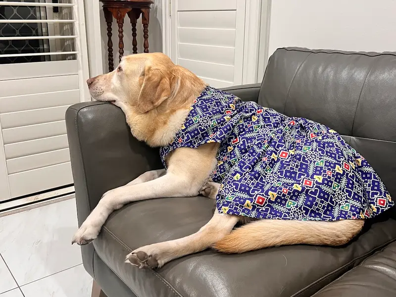 PANNKH DESIGNER PET WEAR, photo 2