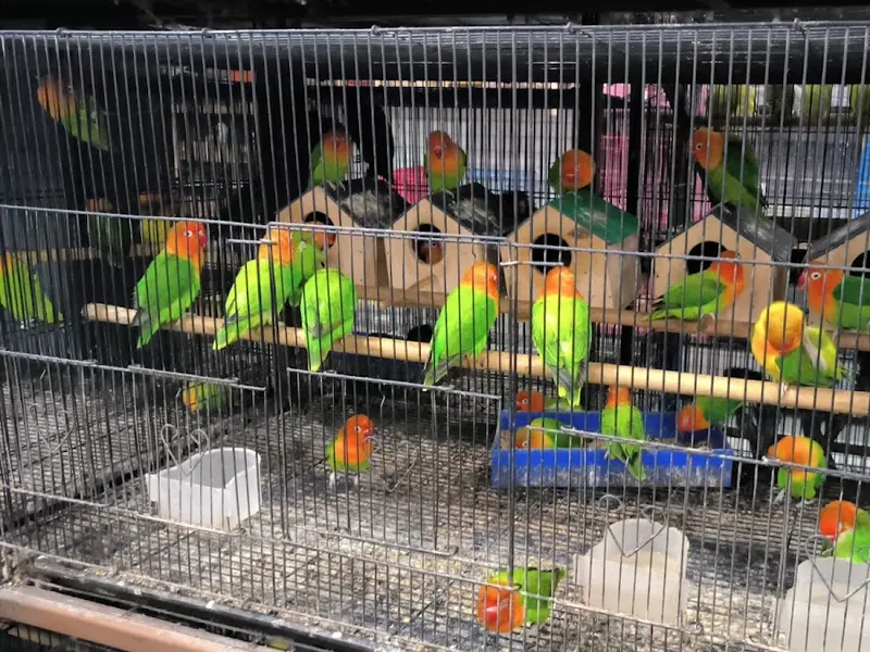 Al- sugra pet shop, photo 2