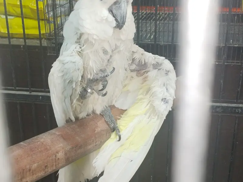 Al- sugra pet shop, photo 5