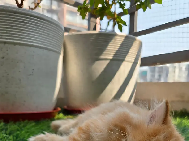 CATHUB PET SHOP (CATTERY), photo 2