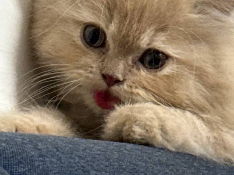 CATHUB PET SHOP (CATTERY), photo 3