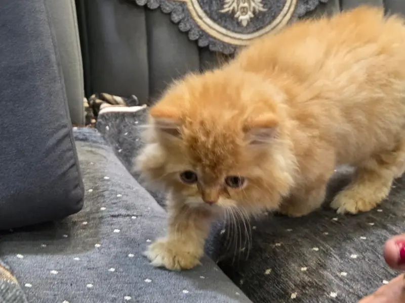 CATHUB PET SHOP (CATTERY), photo 4
