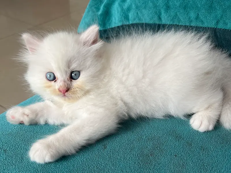 CATHUB PET SHOP (CATTERY), photo 5