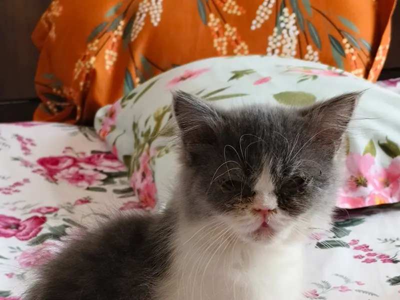 Hazel Home Cattery (FCI registered Cattery), photo 3