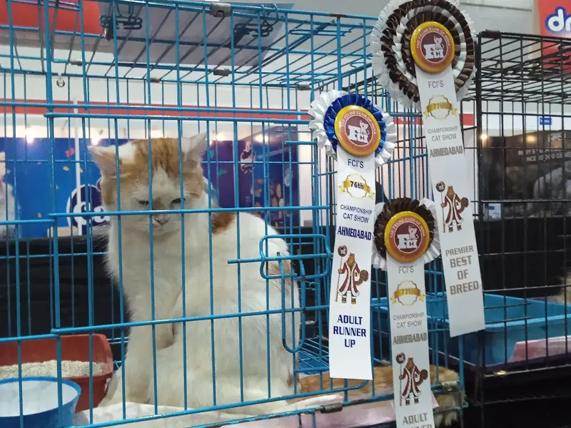 Hazel Home Cattery (FCI registered Cattery), photo 4